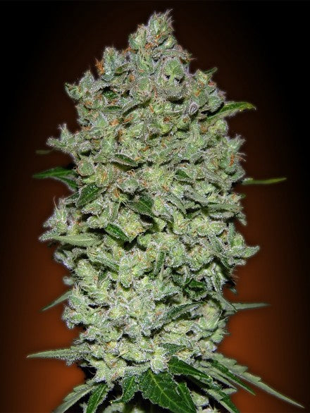 Collection #1 Auto (Advanced Seeds) autoflowering Cannabis Samen von Advanced Seeds