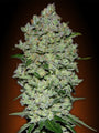 Collection #1 Auto (Advanced Seeds) autoflowering