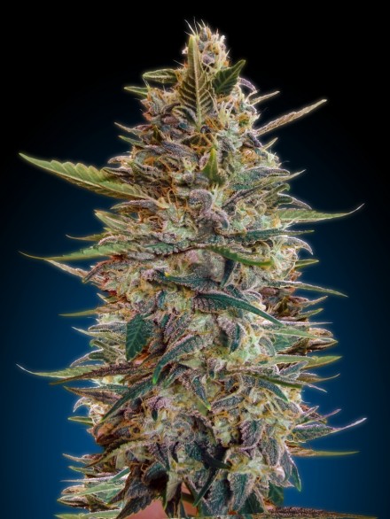 Collection #2 Auto (Advanced Seeds) autoflowering Cannabis Samen von Advanced Seeds