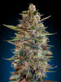Collection #2 Auto (Advanced Seeds) autoflowering