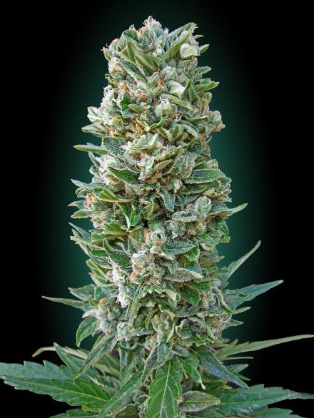 Collection #3 Auto (Advanced Seeds) autoflowering Cannabis Samen von Advanced Seeds
