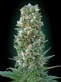 Collection #3 Auto (Advanced Seeds) autoflowering