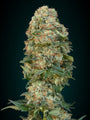 Collection #4 Auto (Advanced Seeds) autoflowering