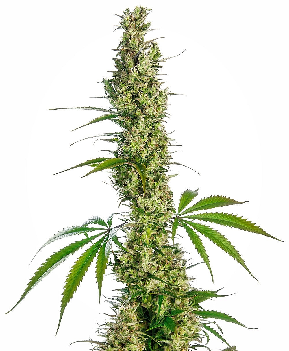 Eagle Bill (Sensi Seeds) Regulär Cannabis Samen von Sensi Seeds