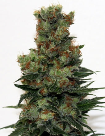 Ripper Badazz (Ripper Seeds) Regulär Cannabis Samen von Ripper Seeds