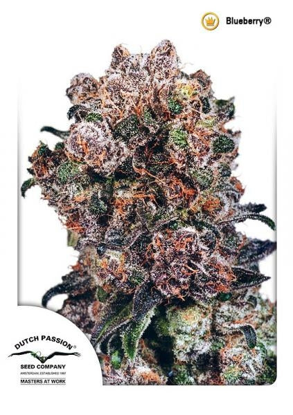 Blueberry (Dutch Passion) Regulär Cannabis Samen von Dutch Passion