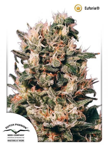 Euforia (Dutch Passion) Regulär Cannabis Samen von Dutch Passion
