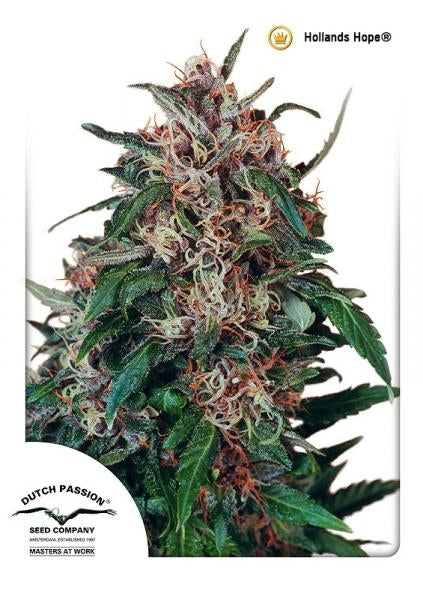 Holland's Hope (Dutch Passion) Regulär Cannabis Samen von Dutch Passion