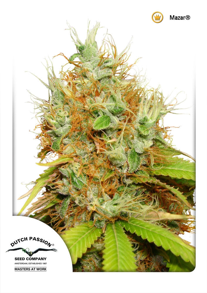 Mazar (Dutch Passion) Regulär Cannabis Samen von Dutch Passion