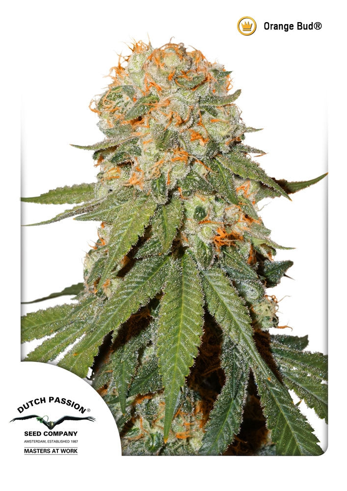 Orange Bud (Dutch Passion) Regulär Cannabis Samen von Dutch Passion