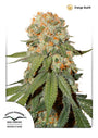 Orange Bud (Dutch Passion) Regulär