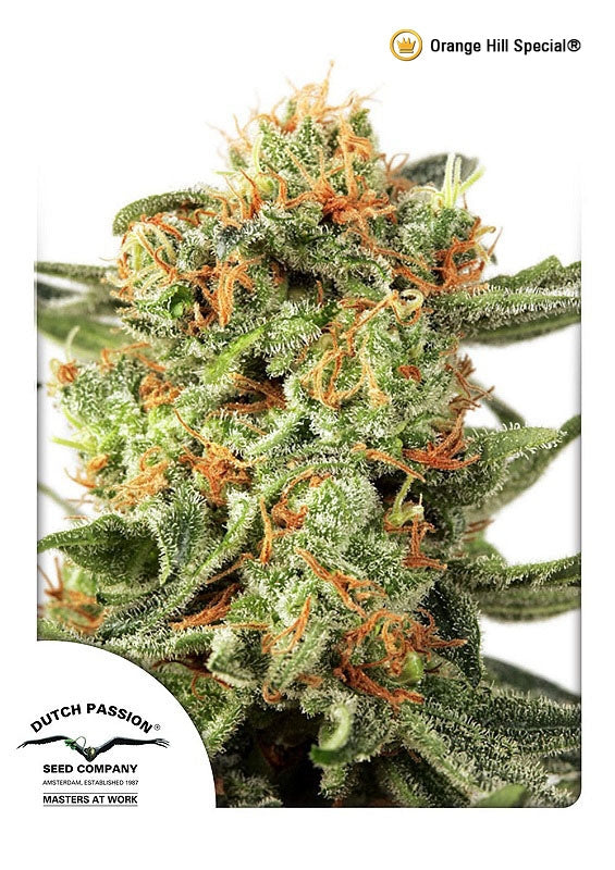 Orange Hill Special (Dutch Passion) Regulär Cannabis Samen von Dutch Passion