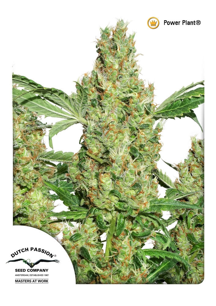 Power Plant (Dutch Passion) Regulär Cannabis Samen von Dutch Passion