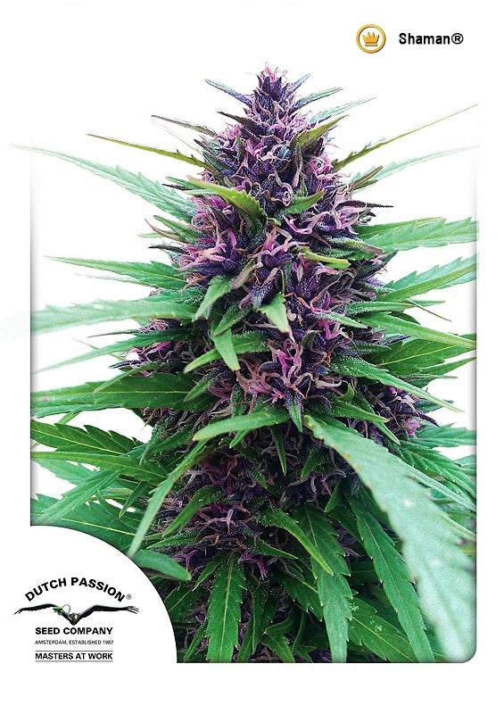 Shaman (Dutch Passion) Regulär Cannabis Samen von Dutch Passion