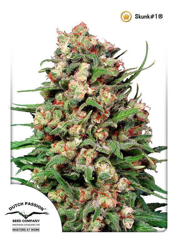 Skunk #1 (Dutch Passion) Regulär Cannabis Samen von Dutch Passion