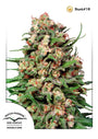 Skunk #1 (Dutch Passion) Regulär