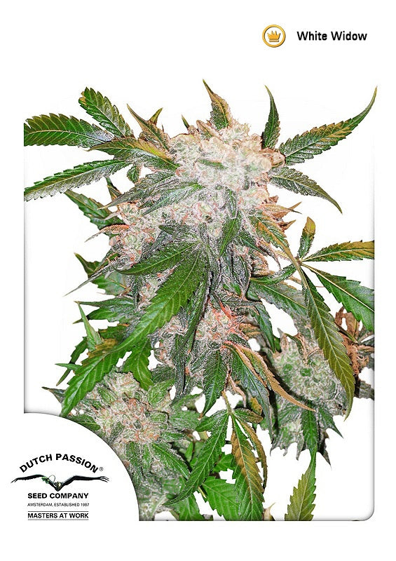 White Widow (Dutch Passion) Regulär Cannabis Samen von Dutch Passion