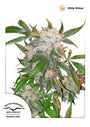 White Widow (Dutch Passion) Regulär