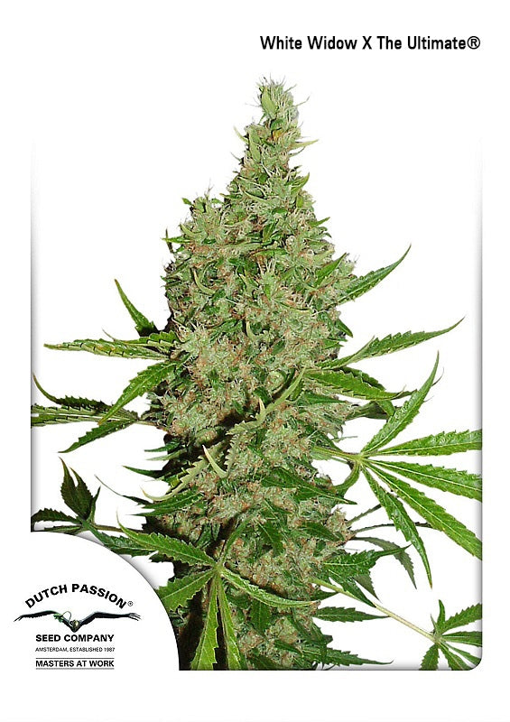 White Widow x The Ultimate (Dutch Passion) Regulär Cannabis Samen von Dutch Passion