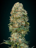 Female Mix (Advanced Seeds) feminisiert Cannabis Samen von Advanced Seeds