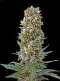Automatik Mix Auto (Advanced Seeds) autoflowering Cannabis Samen von Advanced Seeds