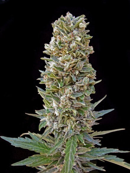 Automatik Mix Auto (Advanced Seeds) autoflowering Cannabis Samen von Advanced Seeds