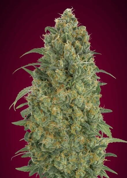 Collection #5 Auto (Advanced Seeds) autoflowering Cannabis Samen von Advanced Seeds