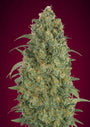 Collection #5 Auto (Advanced Seeds) autoflowering