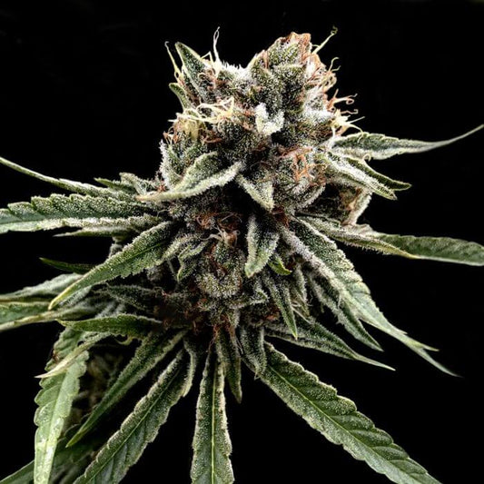 Sour Strawberries (DNA Genetics) Regulär Cannabis Samen von DNA Genetics