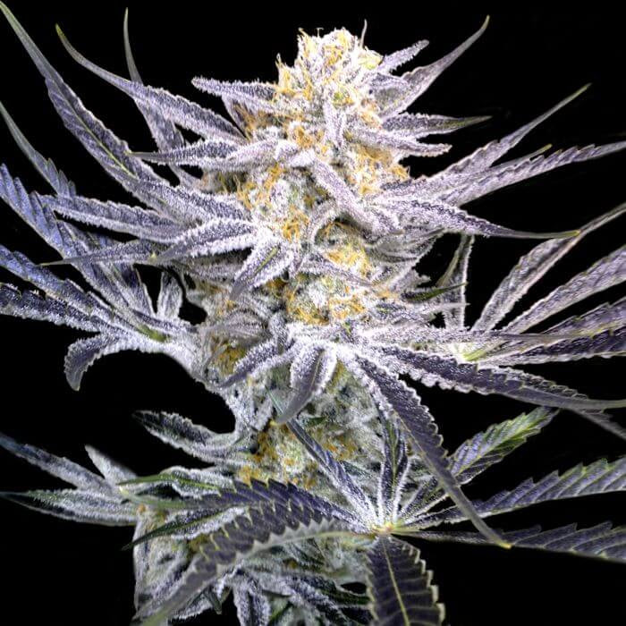 Strawberry Fields (DNA Genetics) Regulär Cannabis Samen von DNA Genetics