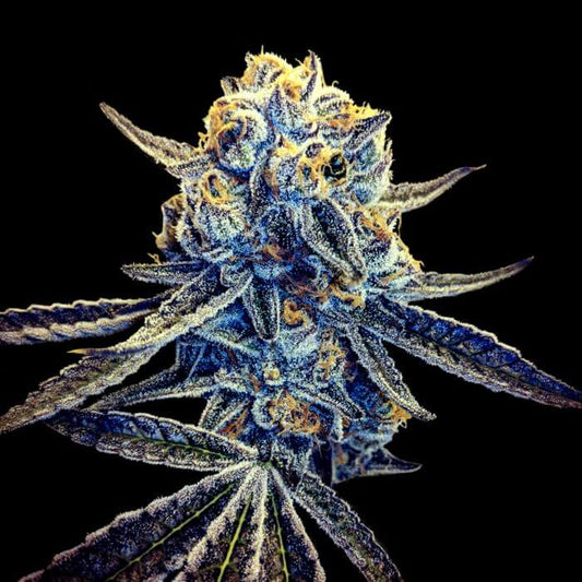 Tangieland (DNA Genetics) Regulär Cannabis Samen von DNA Genetics