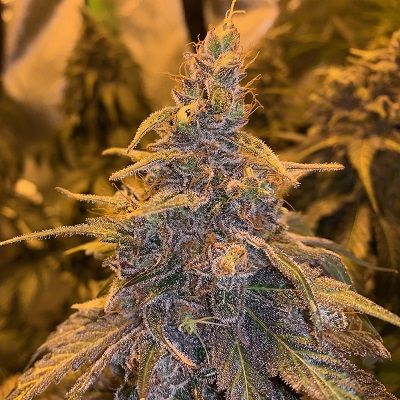 HashPlant Haze x Kali China (Ace Seeds) feminisiert