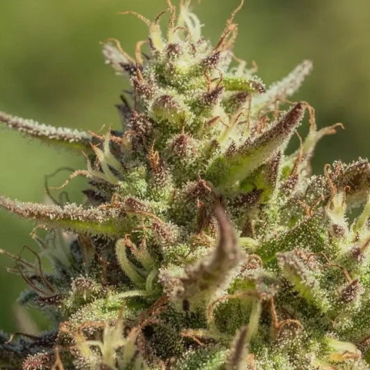 Chingona Fast (Atlas Seed) feminisiert Cannabis Samen von Atlas Seed
