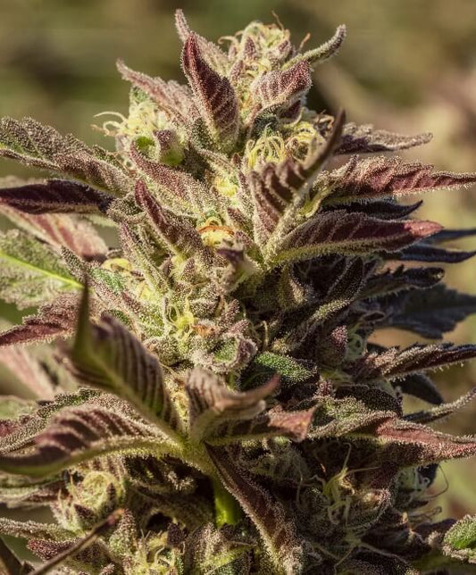 La Jefa Fast (Atlas Seed) feminisiert Cannabis Samen von Atlas Seed