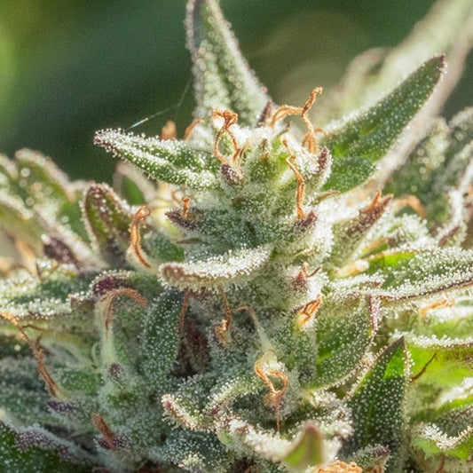 Mythic Cheetah Fast (Atlas Seed) feminisiert Cannabis Samen von Atlas Seed