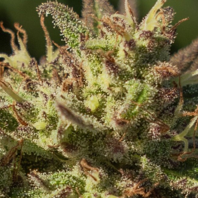 Neon Cowgirl Fast (Atlas Seed) feminisiert Cannabis Samen von Atlas Seed