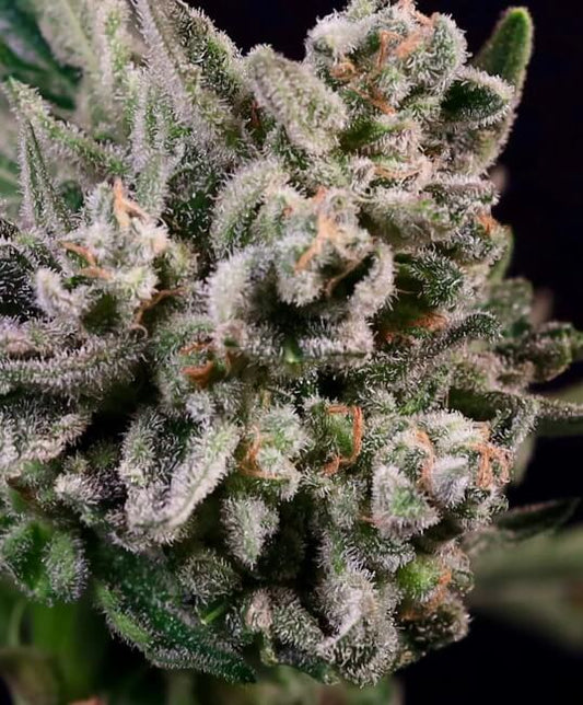 Peanut Butter Breath Fast (Atlas Seed) feminisiert Cannabis Samen von Atlas Seed
