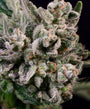 Peanut Butter Breath Fast (Atlas Seed) feminisiert