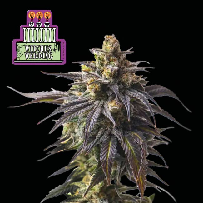 Witches Wedding (Seedsman) feminisiert Cannabis Samen von Seedsman