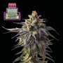 Witches Wedding (Seedsman) Feminized