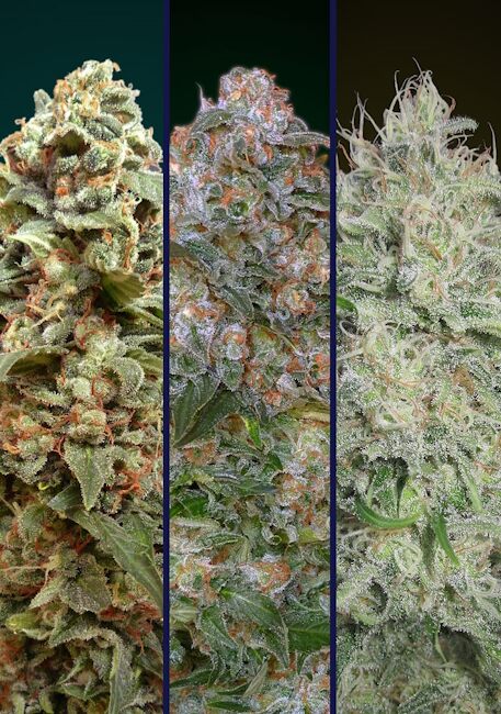Collection #9 (Advanced Seeds) feminisiert Cannabis Samen von Advanced Seeds