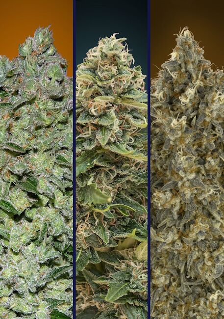 Collection #7 Auto (Advanced Seeds) autoflowering Cannabis Samen von Advanced Seeds