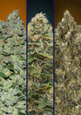 Collection #7 Auto (Advanced Seeds) autoflowering