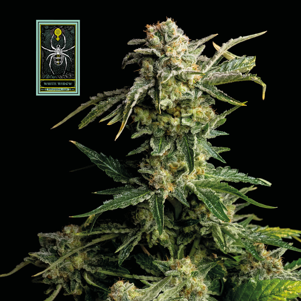 White Widow (Seedsman) feminisiert Cannabis Samen von Seedsman