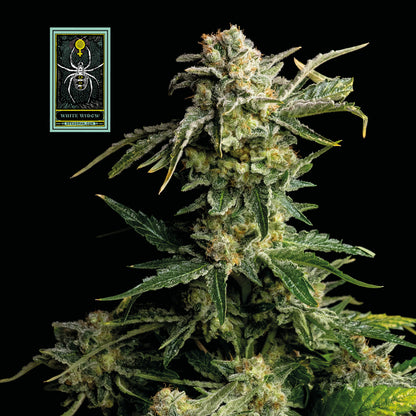 White Widow (Seedsman) feminisiert Cannabis Samen von Seedsman