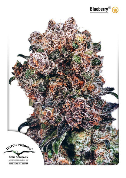 Blueberry (Dutch Passion) feminisiert Cannabis Samen von Dutch Passion