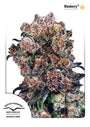 Blueberry (Dutch Passion) feminisiert
