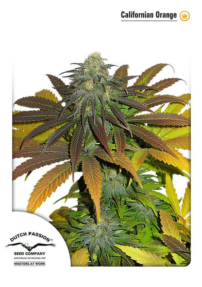 Californian Orange (Dutch Passion) feminisiert Cannabis Samen von Dutch Passion