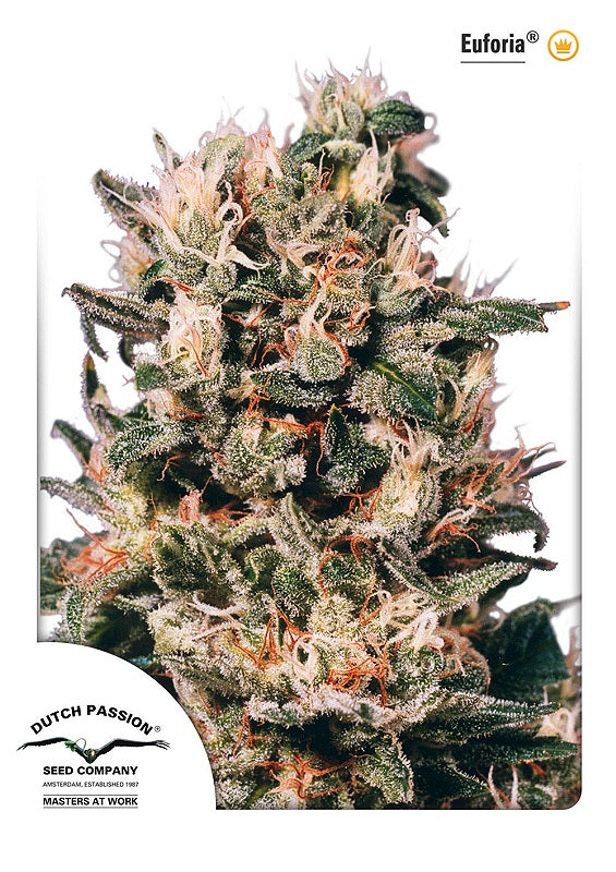 Euforia (Dutch Passion) feminisiert Cannabis Samen von Dutch Passion
