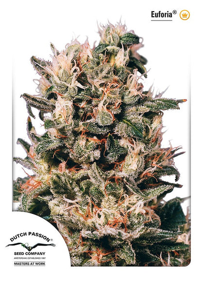 Euforia (Dutch Passion) feminisiert Cannabis Samen von Dutch Passion